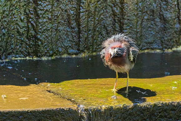 Green Heron Antics-7