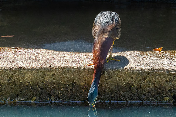 Green Heron Antics-13