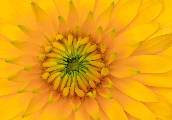 Calendula (Pot Marigold)