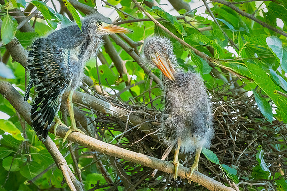 Green Heron Antics-17