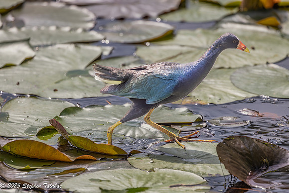 Purple Gallinule-8