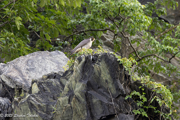 Point of Rocks Peregrine Falcons-14