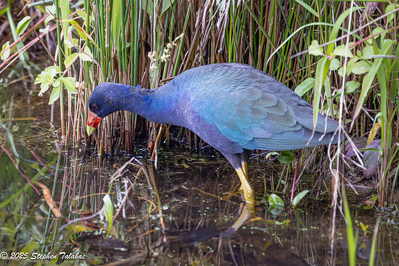Purple Gallinule-11
