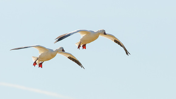Snow Geese I - January 2019-5822