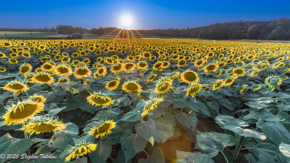 Sunflowers at Sunset-3
