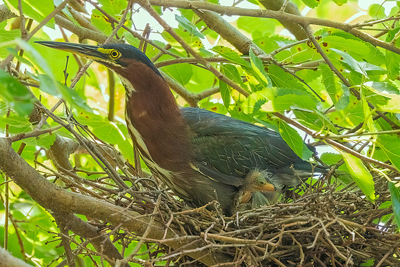 Green Heron & Chicks 28July2022-11