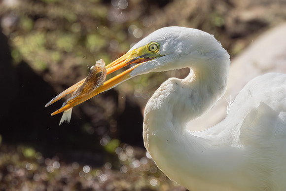 Great Egret Portraits II-9