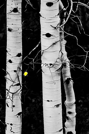 Colorado, Aspen, "West Elk Mountains", mountains, fall, "fall color", trees, stream
