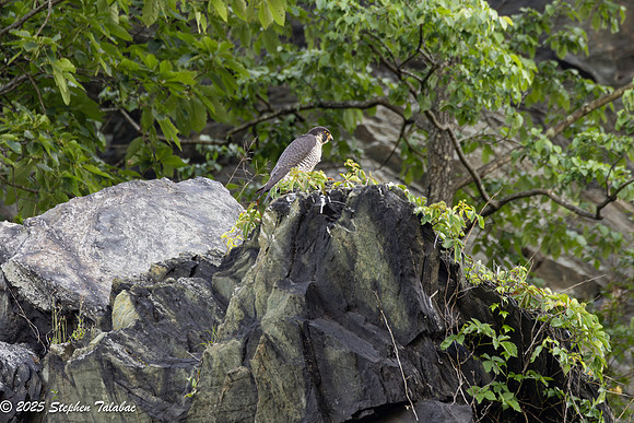 Point of Rocks Peregrine Falcons-13