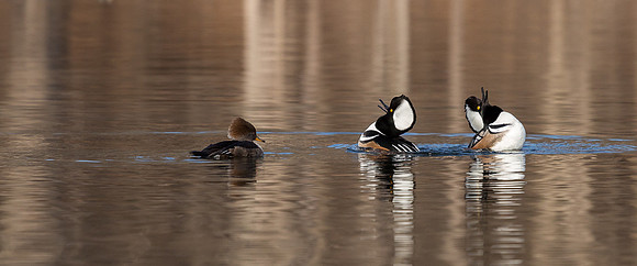 Hooded Mergansers Courtship Dance