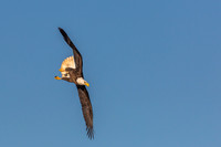 Columbia, "Wilde Lake", "bald eagle", eagle, "lake,", raptor