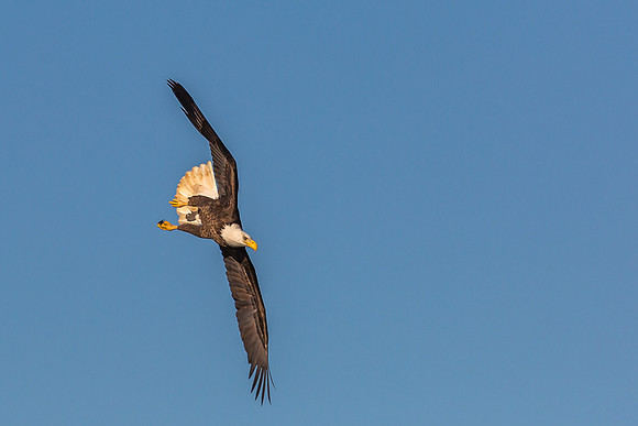 Columbia, "Wilde Lake", "bald eagle", eagle, "lake,", raptor