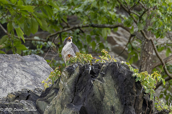 Point of Rocks Peregrine Falcons-2