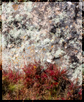 Colorado, "Rocky Mountain National Park", "Estes Park", rockies, landscape, patterns