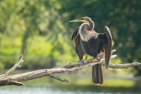 Wilde Lake Anhingas-7