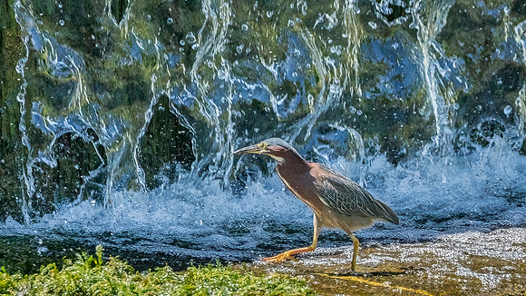 Green Heron Antics-2