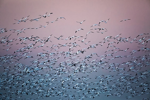 "Broadkill Beach", "Snow Geese", geese, "lift off"