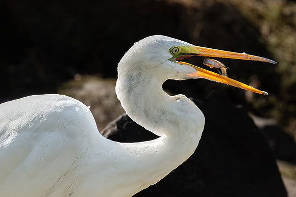 Great Egret Portraits II-16