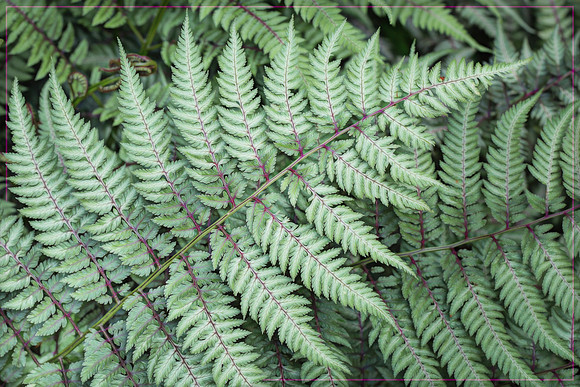 20160615 C Brookside Gardens 010-Edit TG2(GraphicIII 29)-Edit