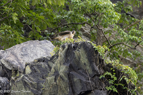 Point of Rocks Peregrine Falcons-18