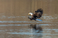 Columbia, "Wilde Lake", "bald eagle", eagle, "lake,", raptor