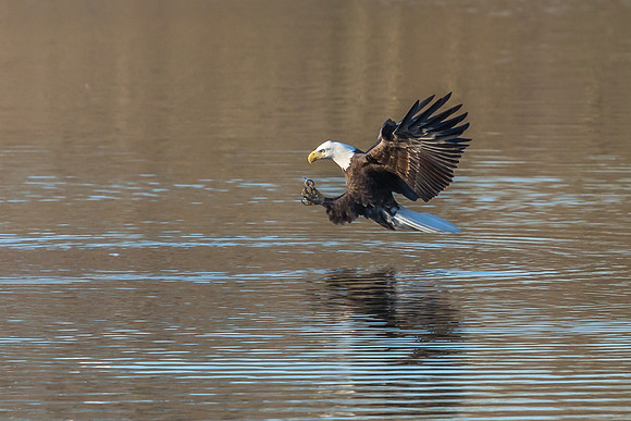Columbia, "Wilde Lake", "bald eagle", eagle, "lake,", raptor