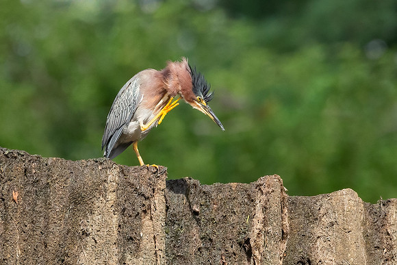 Green Heron & Chicks 01August2022-8