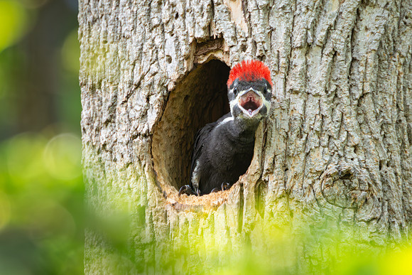 Pileated Woodpeckers 23May2024-5