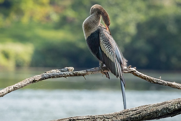 Wilde Lake Anhingas-11