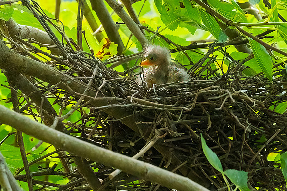 Green Heron & Chicks 28July2022-9