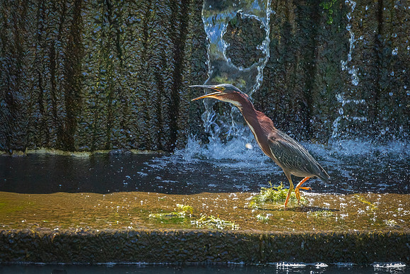 Green Heron Antics-5
