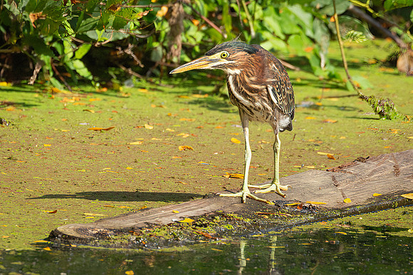 Wilde Lake 08September2023-5
