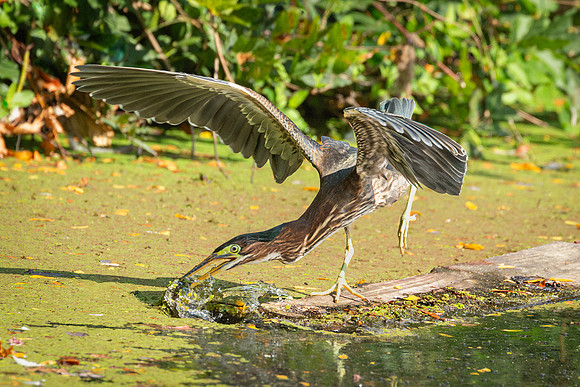 Wilde Lake 08September2023-7