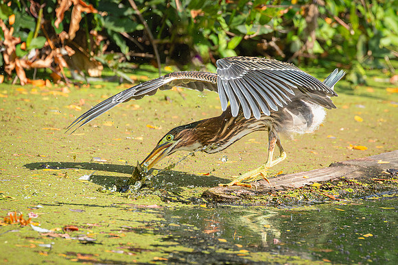 Wilde Lake 08September2023-8