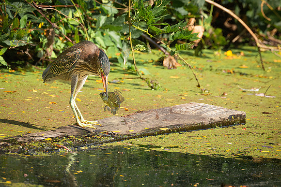 Wilde Lake 08September2023-11