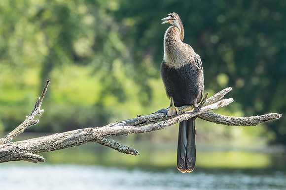 Wilde Lake Anhingas-10