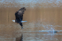 Columbia, "Wilde Lake", "bald eagle", eagle, "lake,", raptor