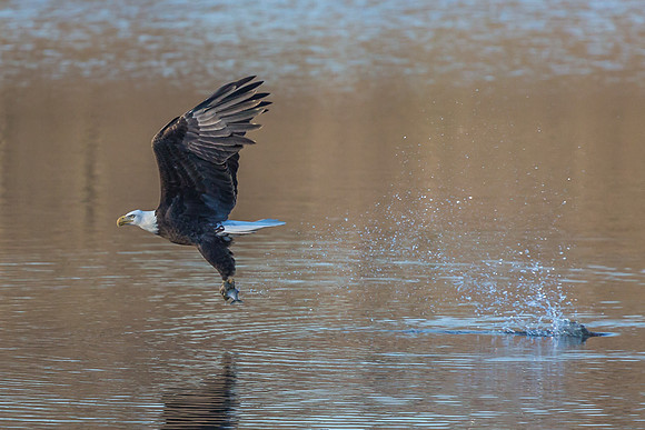 Columbia, "Wilde Lake", "bald eagle", eagle, "lake,", raptor