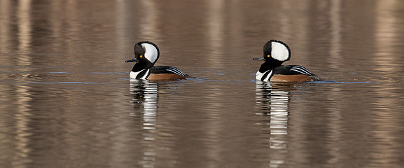 Hooded Mergansers Courtship Dance