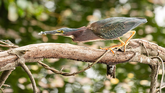 Green Heron & Chicks 01August2022-17