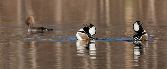Hooded Mergansers Courtship Dance