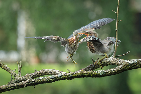 Juvenile Green Heron Portraits III-9