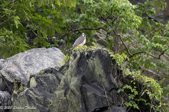 Point of Rocks Peregrine Falcons-12