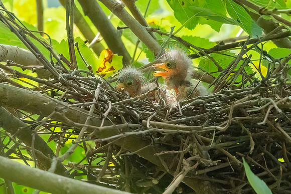 Green Heron & Chicks 28July2022-6