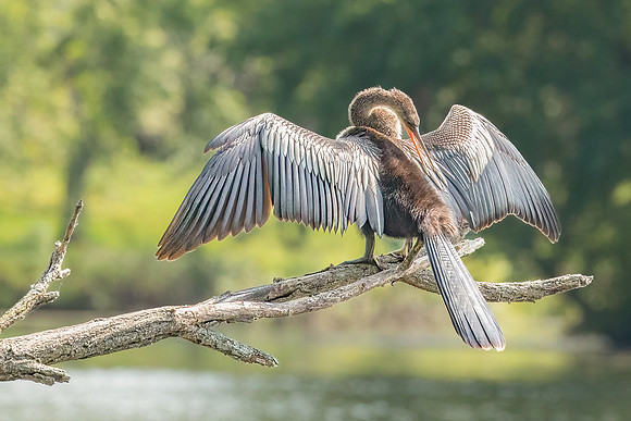 Wilde Lake Anhingas-5
