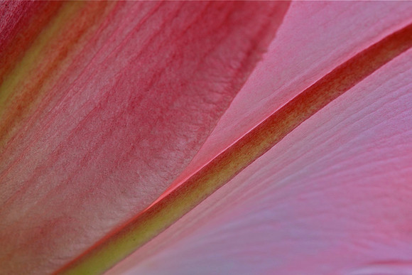 Lily petal patterns