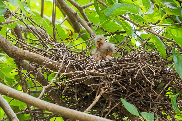 Green Heron & Chicks 28July2022-12
