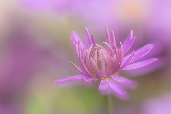 Flower Portraits-3