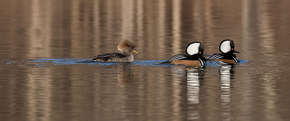 Hooded Mergansers Courtship Dance