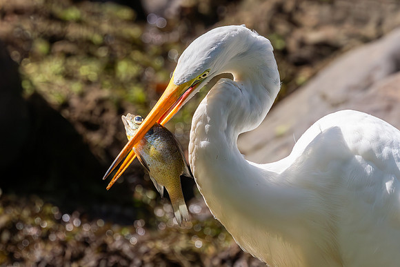 Great Egret Portraits II-7